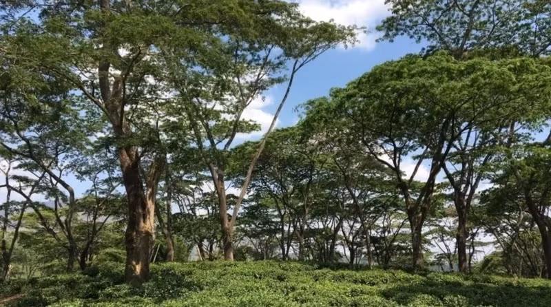 Promoting forest carbon credit market