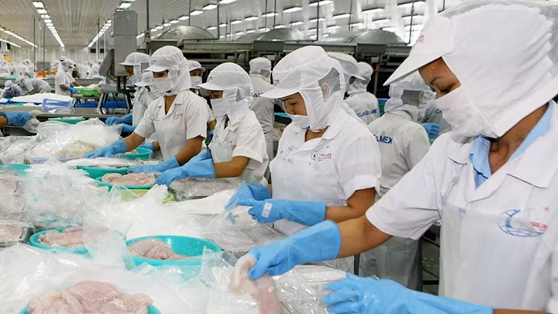 Seafood processing at Can Tho Import Export Seafood Joint Stock Company (Can Tho City). (Photo QUOC TUAN)