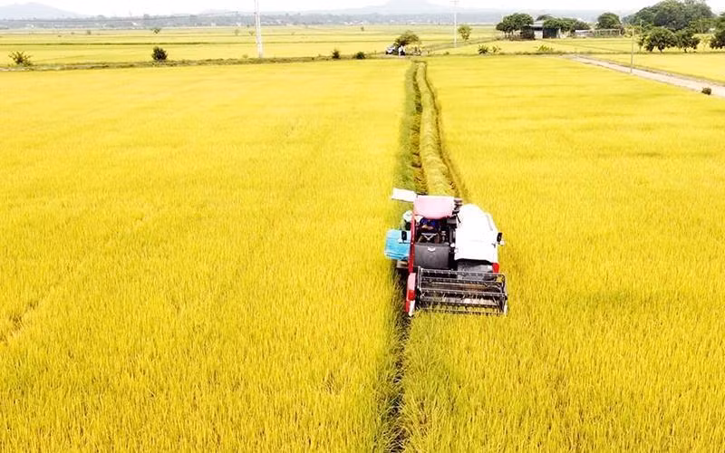 Harvest season in Dak Nong.