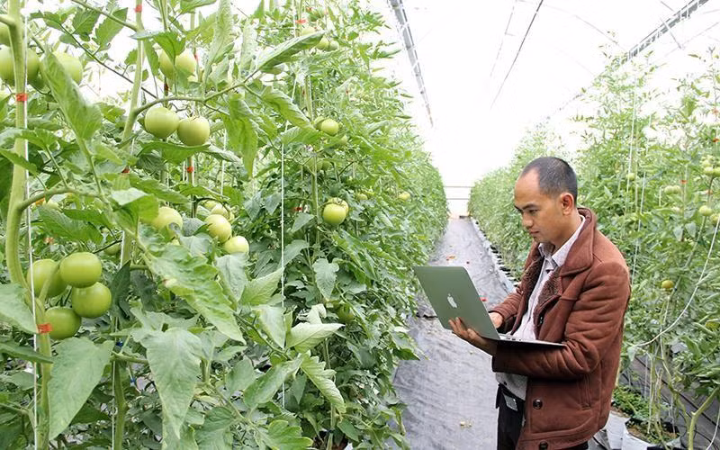 Director of Thuy Canh Viet Cooperative (Da Lat City, Lam Dong) checks the sensor system at the farm on a computer.