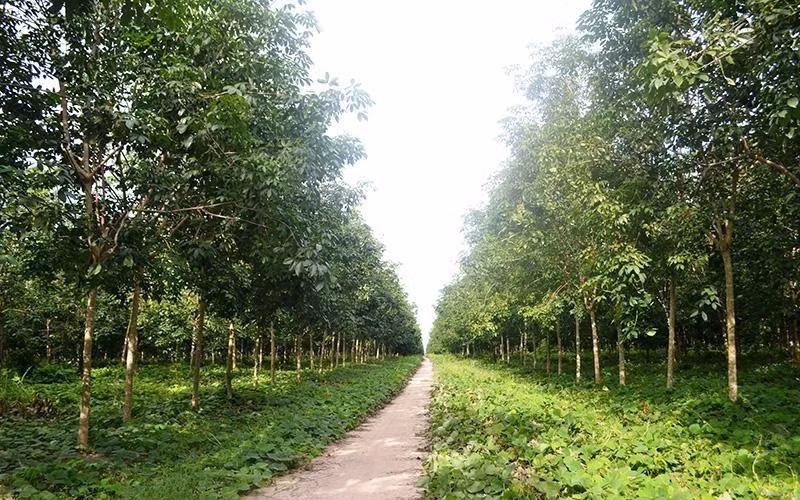 Rubber garden of Loc Ninh Rubber One Member Co., Ltd.