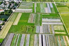 Hoang Luong Southern Herbal Cooperative, Hung Yen Province, has developed more than 70 hectares of medicinal plant cultivation areas.