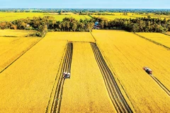 A harvest on a large-scale rice field in the Mekong Delta. (Photo: Nguyen Thanh Dung)