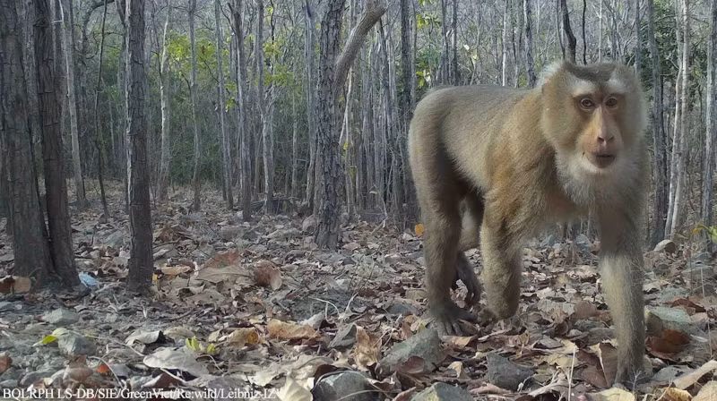 Pig-tailed macaque. (Photo: The management board of Long Song-Da Bac protective forest) Pig-tailed macaque. (Photo: The management board of Long Song-Da Bac protective forest)