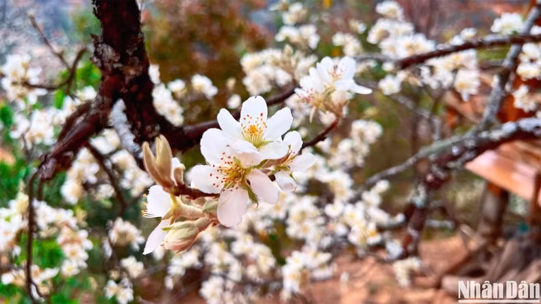 ‘Son tra’ flowers bring Nam Nghiep an attractive beauty and special charisma.