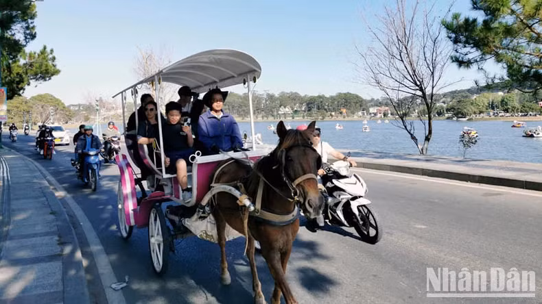 Visitors take horse carriages to travel around Xuan Huong Lake.