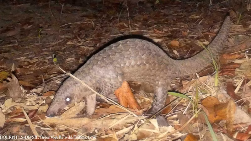 Javan pangolin. (Photo: The management board of Long Song-Da Bac protective forest) Javan pangolin. (Photo: The management board of Long Song-Da Bac protective forest)