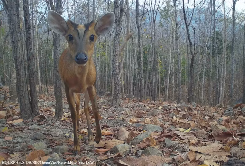 Red muntjac. (Photo: The management board of Long Song-Da Bac protective forest) Red muntjac. (Photo: The management board of Long Song-Da Bac protective forest)