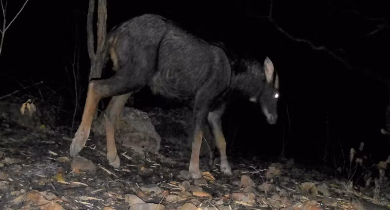 Serow. (Photo: The management board of Long Song-Da Bac protective forest) Serow. (Photo: The management board of Long Song-Da Bac protective forest)