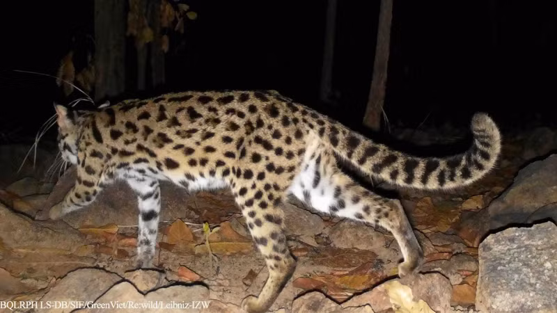 Wildcat. (Photo: The management board of Long Song-Da Bac protective forest) Wildcat. (Photo: The management board of Long Song-Da Bac protective forest)