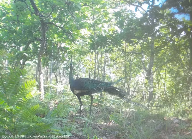 Peacock. (Photo: The management board of Long Song-Da Bac protective forest) Peacock. (Photo: The management board of Long Song-Da Bac protective forest)
