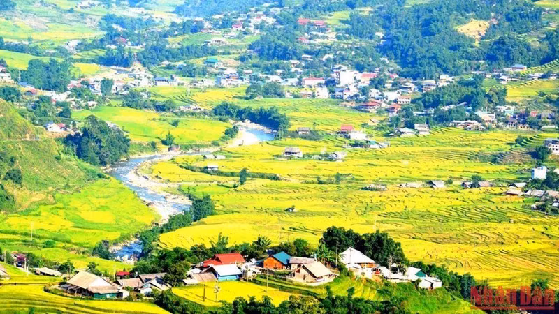 The terraced fields in Sa Pa are full of yellow rice.