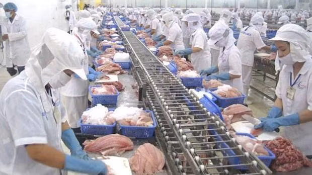 The Mekong Delta province of Dong Thap expects to earn over 980 million USD from tra fish exports by 2025. (Photo: The Saigon Times)