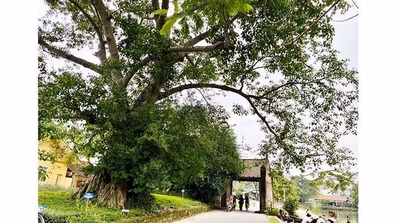 The path to Duong Lam ancient village (Photo: ND)