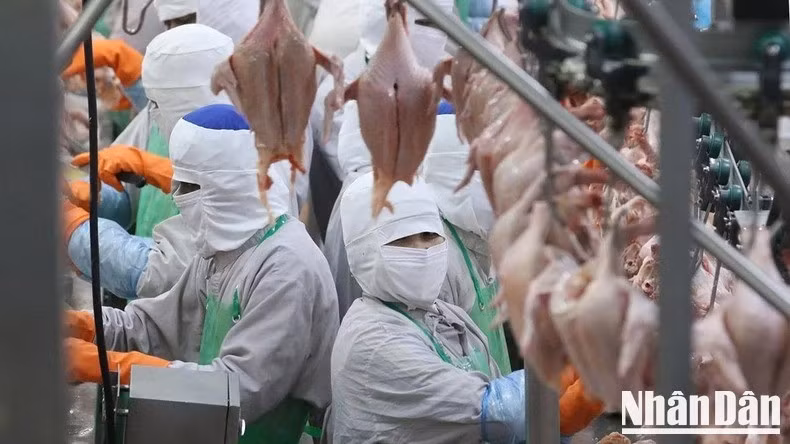 From 2020 to 2024, Viet Nam spent around 200–300 million USD annually to import 200,000–300,000 tonnes of frozen chicken meat—a sharp increase compared to 2016–2019.