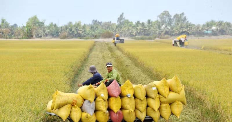 Green agriculture has always been a key destination for green credit flows. (Photo: Le Tat Tien)