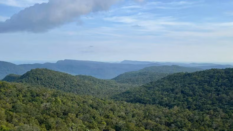 Viet Nam’s forests store large carbon reserves. (Photo: HANH VAN)