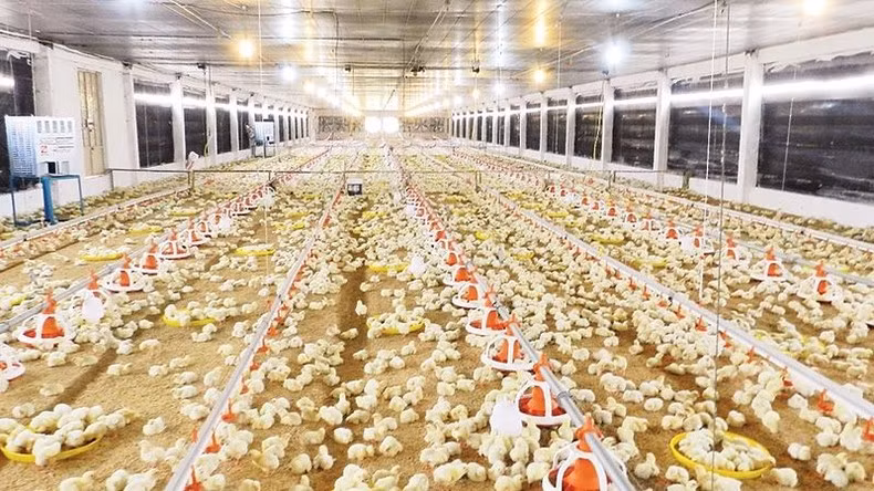 A poultry farm in Tay Ninh. (Photo: NDO).