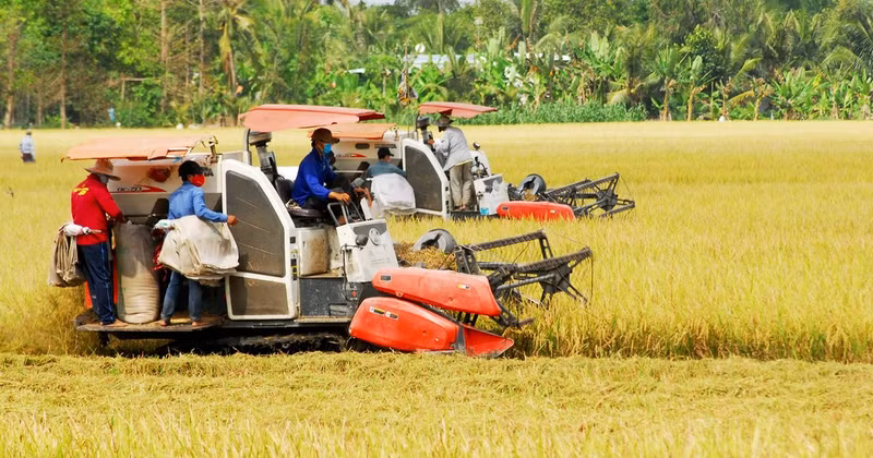 2024-2025 winter-spring rice harvest in Tien Giang Province.