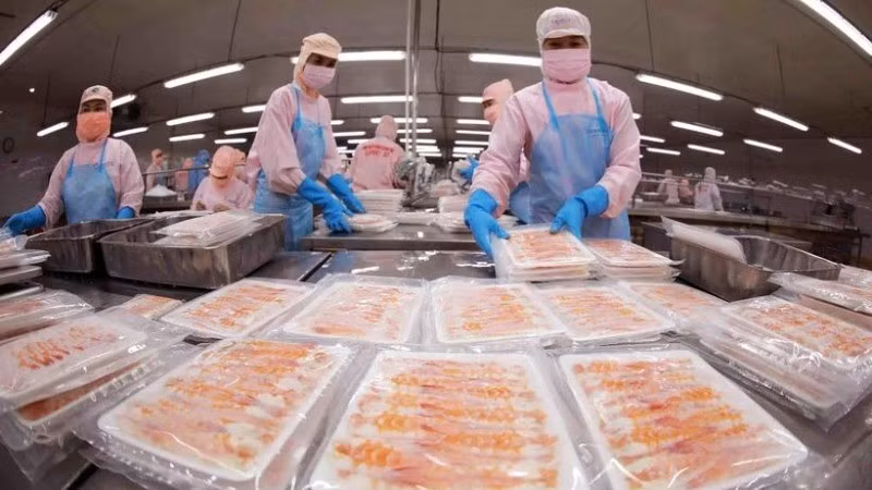 Shrimp processing for export. (Illustrative photo: VNA)
