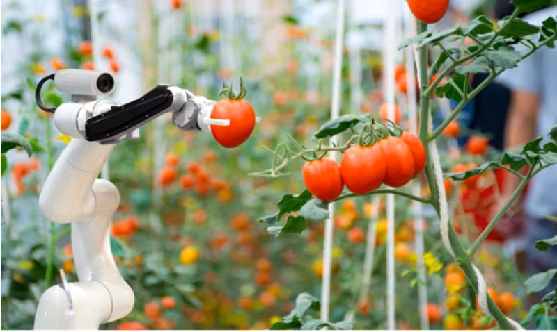 A fruit-picking robot has been developed from a science and technology project by the University of Engineering and Technology under Viet Nam National University, Ha Noi.