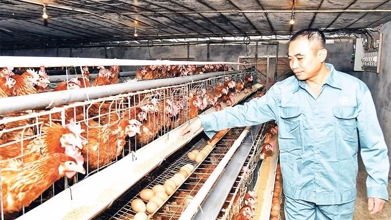 Applying science and technology to develop poultry farming towards commodities in Can Huu Commune (Quoc Oai District) has brought high economic efficiency to the people. (Photo: NDO)