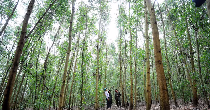 Large timber forest model of acacia combined with native trees at Song Kon Forestry Company Limited (Binh Dinh). (Photo: PHAN NHAT ANH)