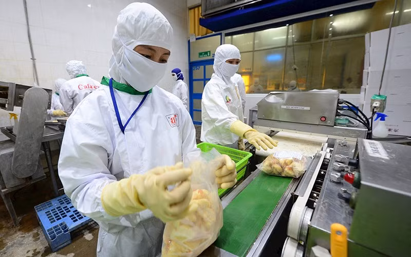 Packaging of processed seafood at Cafatex Seafood Joint Stock Company (Hau Giang Province). (Photo: Tuan Anh)