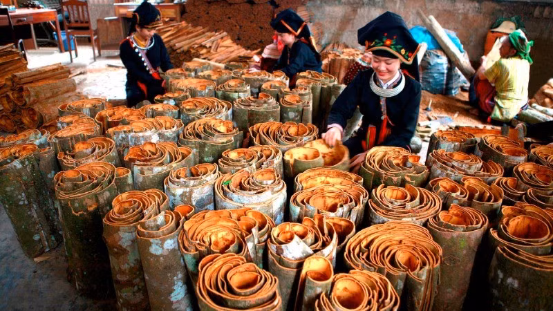 Cinnamon cultivation brings high economic value to farmers in Yen Bai Province.