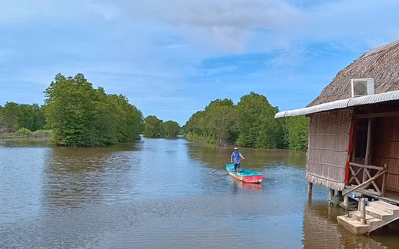A corner of the mangrove forest in Ca Mau Cape. (Photo: Lan Anh)