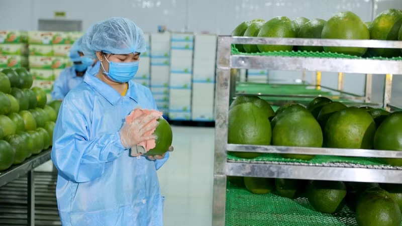 Workers in Vina T&amp;T Group Company are preparing to pack grapefruits for export. (Photo: THUY AN)