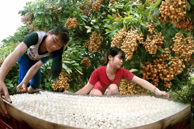 Locals in Hung Yen City are processing longan.
