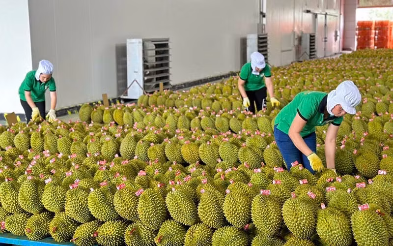 Durians are packed for exports at Chanh Thu Fruit Import-Export Co., Ltd. (Photo: MINH HA)