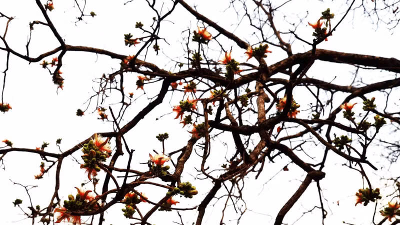 Some other species in khop forest also bloom during the leaf change season. Some other species in khop forest also bloom during the leaf change season.