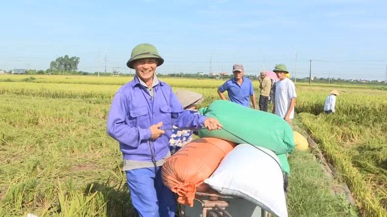 Vietnamese rice has great opportunities to increase exports. (Photo: NDO)