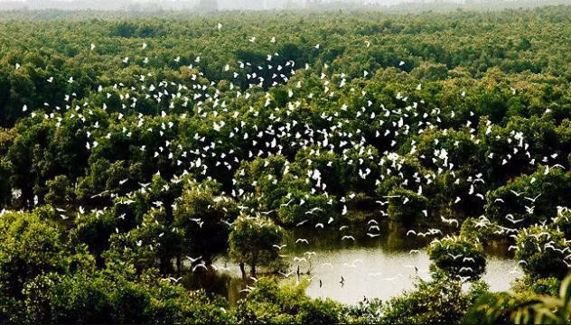 Tra Su is famous for its millions of ancient melaleuca trees and rare primeval flora and fauna. Tra Su is famous for its millions of ancient melaleuca trees and rare primeval flora and fauna.