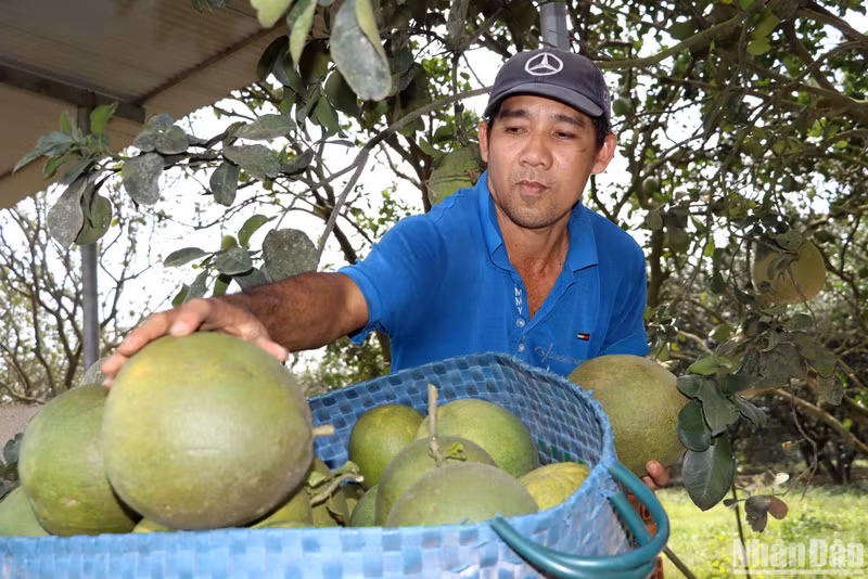 A trader said this year, farmers sold pomelos very early because there are not many traders ordering for Tet as usual. Therefore, the prices of pomelos are lower than before.