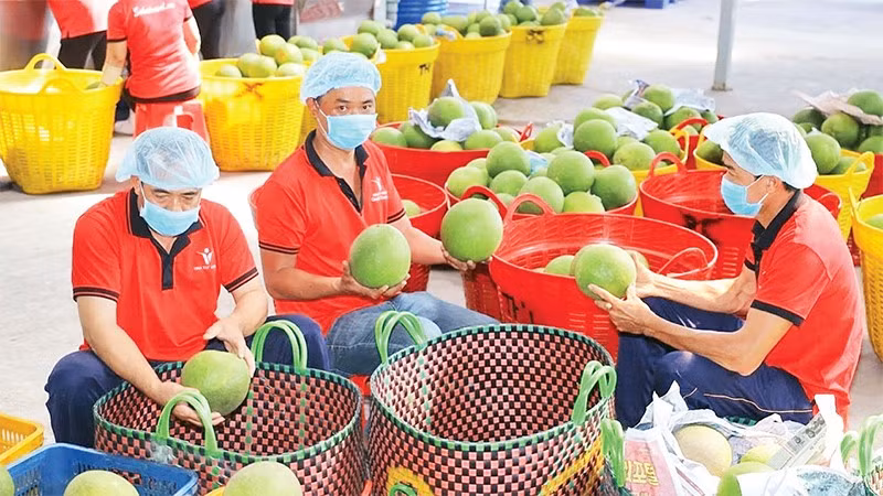Vina T&T Group's workers checks fruits before the exports. (Photo: Minh Ha)