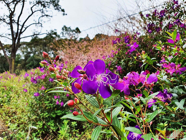 Brilliance of cherry blossom season in Kon Plong ảnh 10