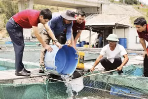 Tran Van Le (in a white shirt) in De Gi Commune, Gia Lai Province, has resumed production thanks to bank loans. (Photo: Hong Anh)