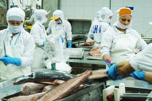 Seafood is one of the sectors recording strong export growth to markets across the Americas. (Photo: Nam Anh)