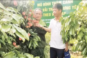 Le Ngoc Thuong’s VietGAP-oriented intensive lychee orchard in Doan Dao Commune, Hung Yen Province, has generated significant economic benefits. (Photo: Nguyen Phuc)