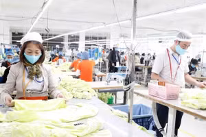 Producing garments for export at Hung Viet Garment Company in Hung Yen province. (Photo: VNA)