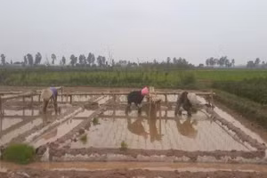 Farmers transplant rice seedlings in the fields.