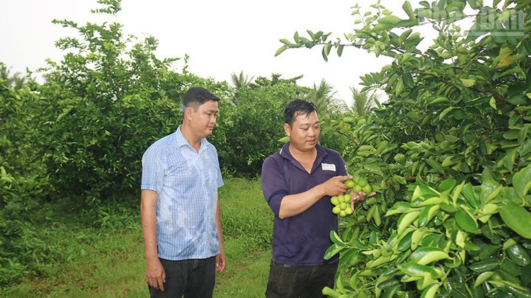 Phan Duc Tai, Director of Thanh Chi Agricultural Cooperative (left), inspects the seedless lemon model of a cooperative member. 070825-sx-nong-nghiep-3.jpg