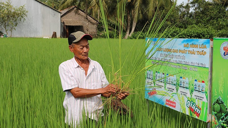 Low-emission high-quality rice cultivation model in Hung My Commune, Vinh Long Province. 070825-sx-nong-nghiep-1.jpg