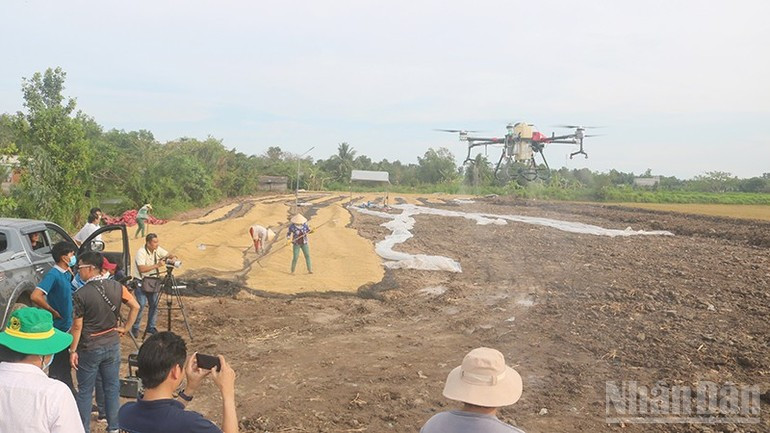 Drones help farmers in Vinh Long Province reduce pesticide spraying costs. 070825-sx-nong-nghiep-4.jpg