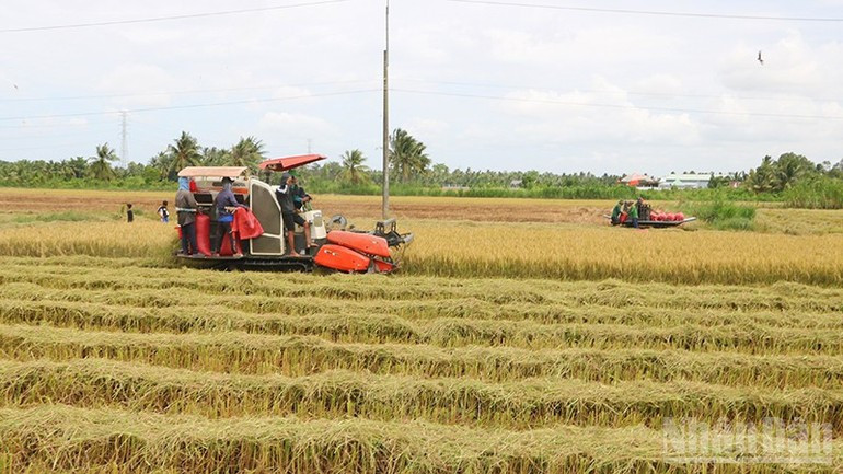 Combine harvesters help cooperatives harvest 3–4 hectares of rice per day. 070825-sx-nong-nghiep-2.jpg