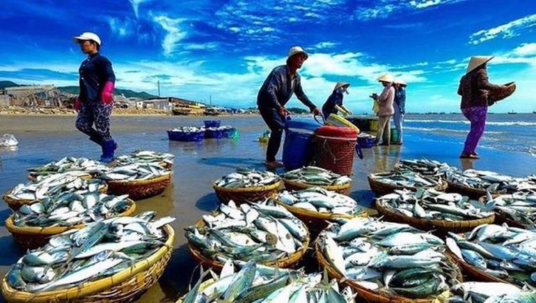 Freshly caught fish from the sea. 260925-doanh-nghiep-thuy-san-2.jpg