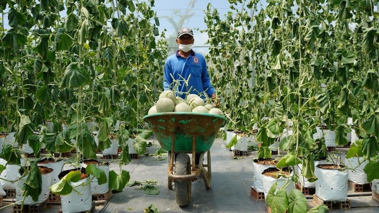 A farmer in Ho Chi Minh City harvests melons. 161025-khang-dinh-vi-the-tien-phong-trong-chuyen-doi-so-nong-nghiep-2.jpg